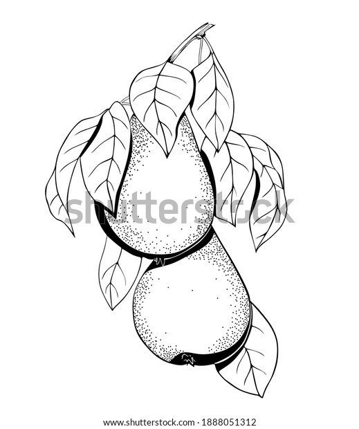 Pears On Branch Black White Isolated Stock Vector (Royalty Free ...