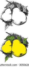 Pears on a branch with leaves. Isolated set. Graphic art. Hand drawn