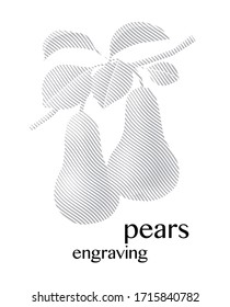 Pears on the branch with leaves, vector engraving illustration.