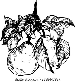 Las miedos en una rama. Dos peras con hojas. Dibujo gráfico en negro sobre fondo blanco. Ilustración aislada de fruta fresca en una rama. Plantilla para etiquetas