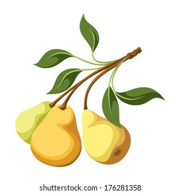 Pears on a branch. Vector illustration.