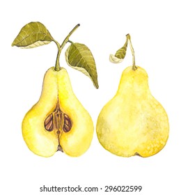 Pears painted with watercolors on white background. Colored juicy fruit on paper