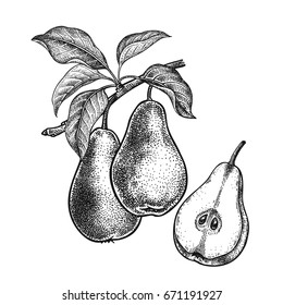 Pears. Realistic vector illustration plant. Hand drawing. Fruit, leaf, branch of tree isolated on white background. Decoration for products for health and beauty. Vintage black white engraving.