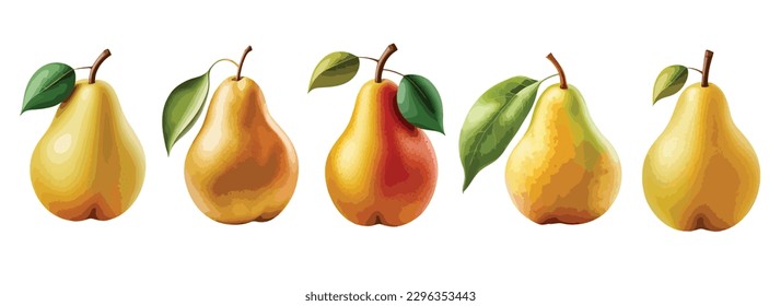 Pears Set, Vegetarian products. Organic food. Vector illustration isolated on a white background