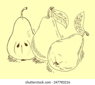 Pears sketch vector illustration