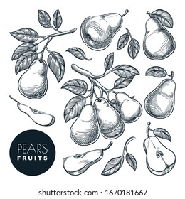 Pears sketch vector illustration. Sweet fruits harvest, hand drawn garden agriculture and farm isolated design elements.