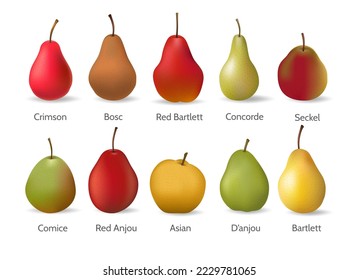 Pears varieties. Pear types for eating meal cake dessert, yellow red green brown punching bags and balls sorting vector illustration, punchbag painting vector images isolated