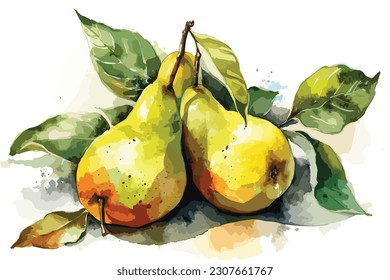 Pears watercolor painting Abstract white background.