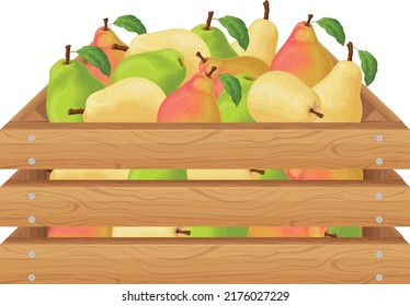 Peras. Caja de madera con peras. Frutas de pera madura en una caja. Frutas frescas del jardín. Jugosas peras en una caja de madera. Ilustración del vector aislada en un fondo blanco