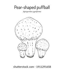 Pear-shaped or stump puffball (Apioperdon pyriforme), edible mushroom. Hand drawn botanical vector illustration