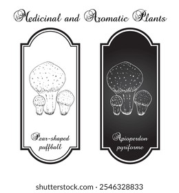 Bola de bolacha em forma de pera (Apioperdon pyriforme), cogumelo comestível. Ilustração de vetor desenhada à mão