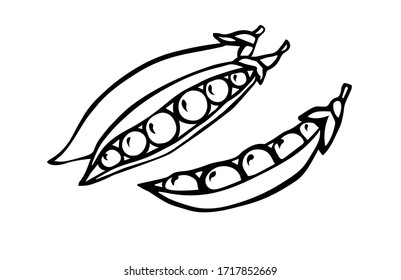  Peas, black and white image by a line. Peas in a row. Vegan and vegetarian food. Vegetable set. Adult and children coloring book. Stock vector image.