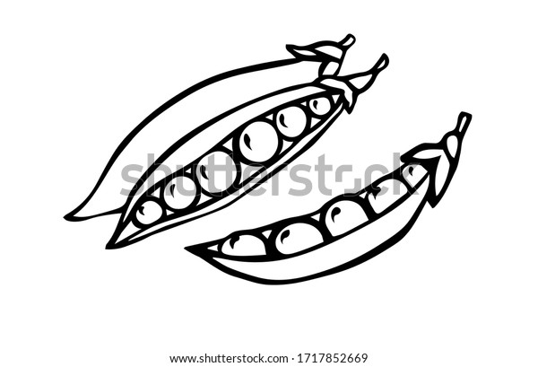 Peas Black White Image By Line Stock Vector (Royalty Free) 1717852669