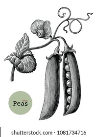 Peas branch hand drawing vintage engraving illustration