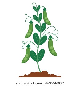 Peas cartoon illustration vector isolated design element suitable for healthy food vegetable theme menu packaging farm or grocery related artwork