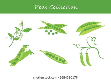 peas collection in different style. Vector illustration.