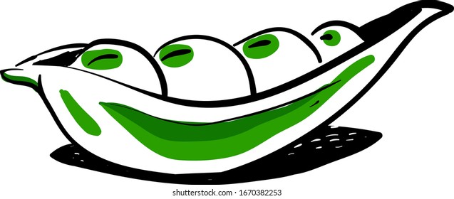 Peas drawing, illustration, vector on white background.