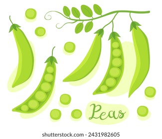 Peas. Green pea. Pods of green peas. Fresh vegetable. Ingredient for cooking. 