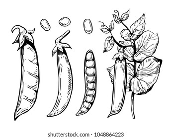 Peas. Hand drawn illustration converted to vector