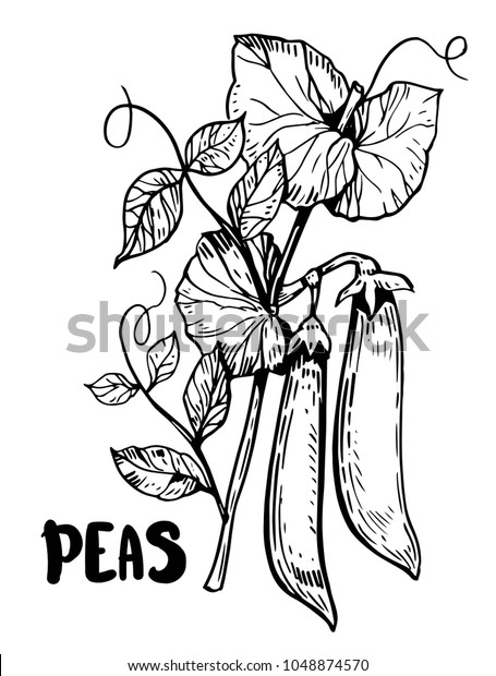 Peas Hand Drawn Illustration Converted Vector Stock Vector (Royalty ...