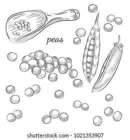 Dibujo dibujado a mano en fondo blanco. Cacerolas y guisantes en ilustración vectorial de cuchara.