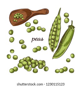 Peas hand drawn sketch on white background. Pea pods and peas in scoop vector illustration.