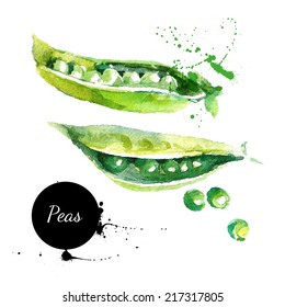 Peas. Hand drawn watercolor painting on white background. Vector illustration