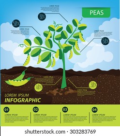 peas, infographics. vegetables vector illustration