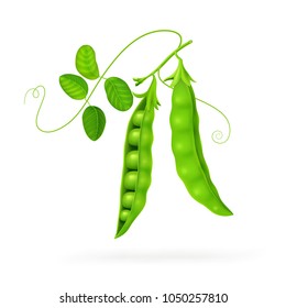 Peas isolated on white photo-realistic. Vector illustration EPS10