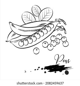 Peas Line Art Vector Illustration
