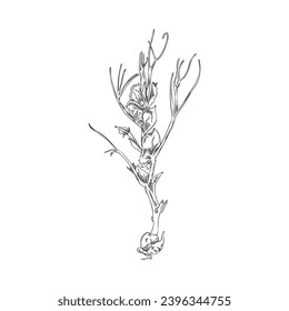 Peas microverde, ilustración vectorial aislada en fondo blanco. Hierba elaborada a mano con hojas y raíces, plantas vintage de estilo escultor. Dibujado en un estilo de esbozo en blanco y negro
