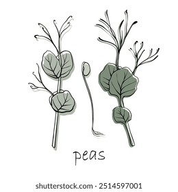 Illustration dessinée à la main avec Image vectorielle de petits pois. Contour et plante verte. Germes de pois. Ensemble pour menu design, logo, emballage de bonne nutrition, microéléments, mode de vie sain.