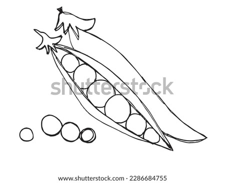 Peas outline illustration vector image. Hand drawn peas sketch image artwork. Simple original logo icon from pen drawing sketch.