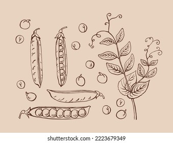 Peas pods sketch. Set. Hand drawn illustration converted to vector. Organic food illustration isolated.