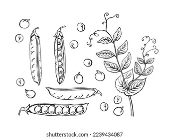 Peas pods sketch. Set. Hand drawn illustration converted to vector. Organic food illustration isolated on white background.