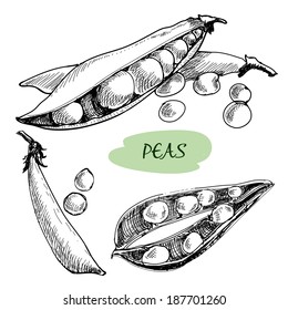 Peas. Set of hand drawn graphic illustration. Organic fresh farm food vector illustration isolated on white background.