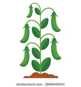 Peas vector cartoon illustration ideal for isolated vegetable icon healthy food packaging grocery branding or farm fresh themed creative design