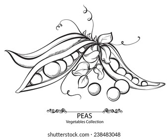 Peas. Vector hand drawn vegetables isolated on white background