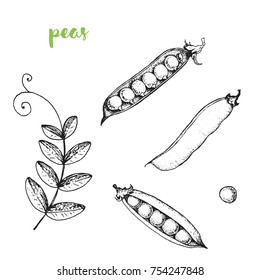 Peas vector illustration. Engraved image. Sketch food illustration. Vegetable hand drawn.