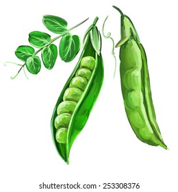 peas vector illustration  hand drawn  painted watercolor