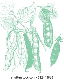 Peas vegetable drawing. Trace vector contour from hand made illustration