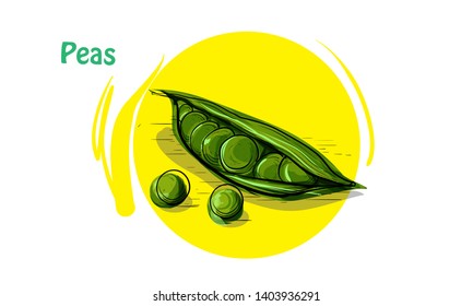 PEAS VEGETABLE ILLUSTRATION VECTOR WITH COLOUR