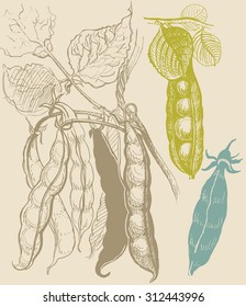 Peas vegetable vintage drawing. Trace vector contour from hand made illustration