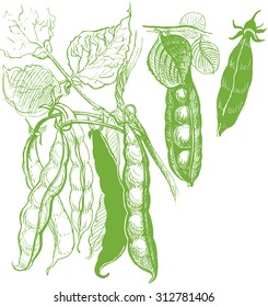 Peas Vegetable Vintage Drawing. Trace Vector Contour From Hand Made Illustration