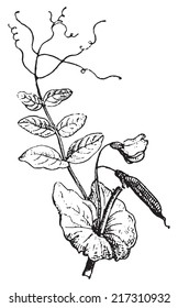 pea plant images, stock photos \u0026 vectors shutterstock Avocado Plant Diagram peas, vintage engraved illustration dictionary of words and things larive and fleury