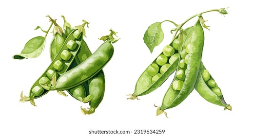 Peas, watercolor painting style illustration. Vector set.