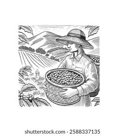 peasants picking on plantation with basket Label, engraving packaging coffee beans coffee vector