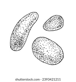 Pebble outline set. Vector illustration of stone. Hand drawn graphic clipart of rough rock. Linear drawing on isolated background. Black contour line art