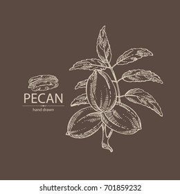 Pecan: branch of pecan, nuts and leaves. Vector hand drawn illustration.