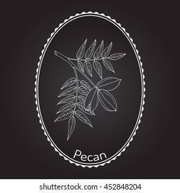 Pecan (Carya illinoinensis) nuts with leaves. Hand drawn botanical vector illustration
